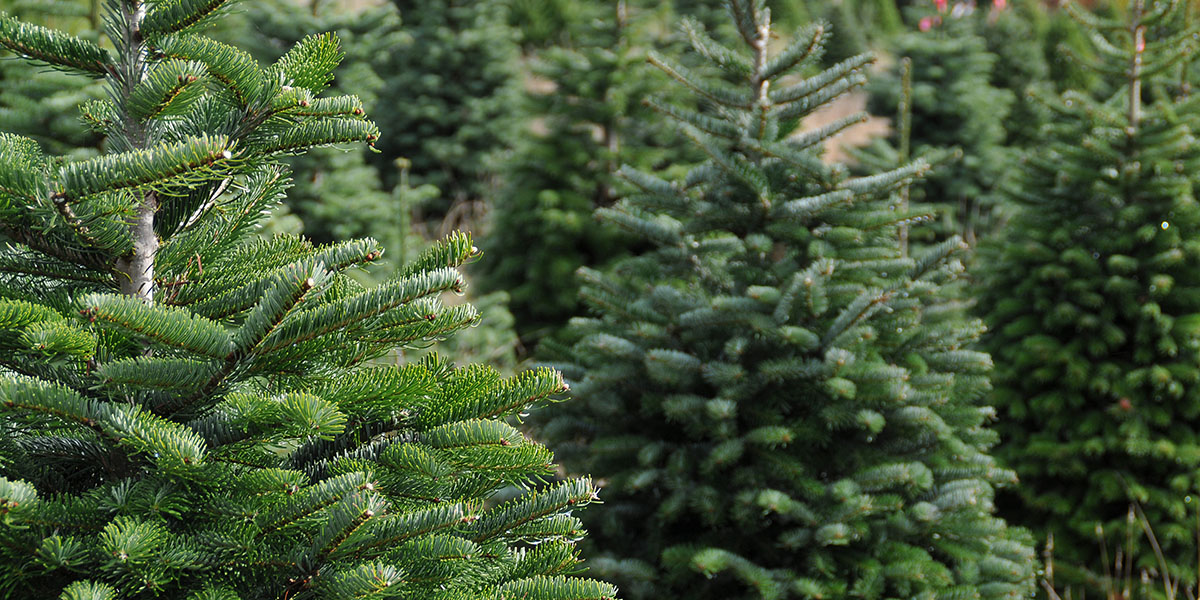 Best Christmas Tree Farms to Visit in Your RV This Holiday Season RV