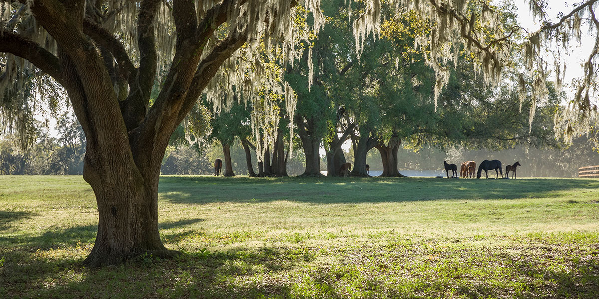 Ocala's Purebred Campground: Champions Run RV Resort