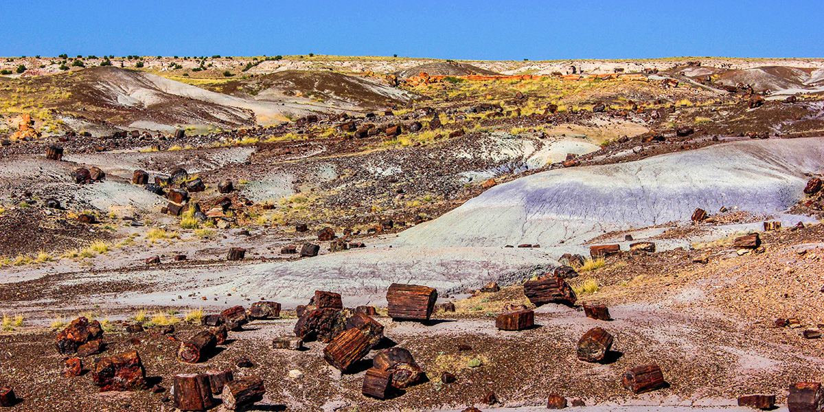 Petrified Forest National Park: RV Camping and Travel Guide - RV Trader ...